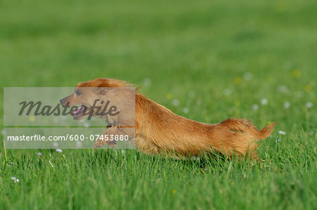 Australian Terrier Running in Meadow, Bavaria, Germany