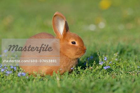 Portrait of Baby Rabbit in Spring Meadow, Bavaria, Germany