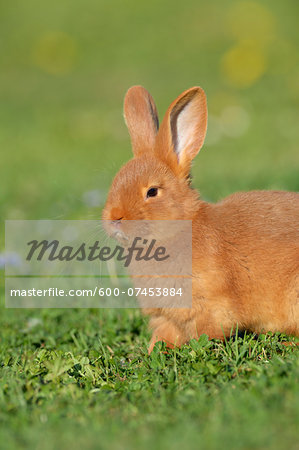 Portrait of Baby Rabbit in Spring Meadow, Bavaria, Germany