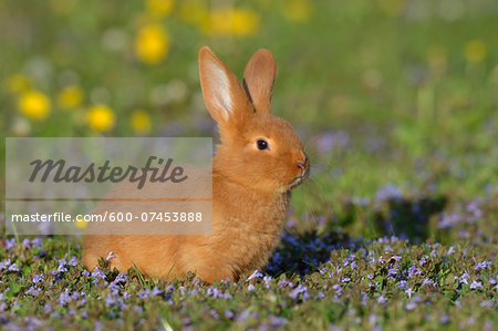 Portrait of Baby Rabbit in Spring Meadow, Bavaria, Germany