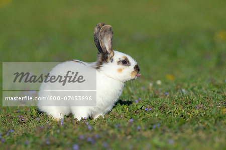 Portrait of Baby Rabbit Sticking out it's Tongue in Spring Meadow, Bavaria, Germany