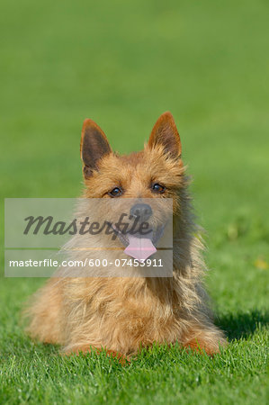Portrait of Australian Terrier in Meadow, Bavaria, Germany