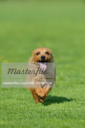 Australian Terrier Running in Meadow, Bavaria, Germany