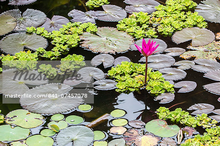 Water-lilies, Nymphaea spp, in Phnom Penh, along the Mekong River, Cambodia, Indochina, Southeast Asia, Asia