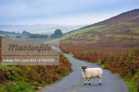 Blackfaced sheep in a country lane, Dartmoor, Devon,  United Kingdom