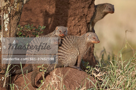 Banded mongoose (Mungos mungo), Serengeti National Park, Tanzania, East Africa, Africa