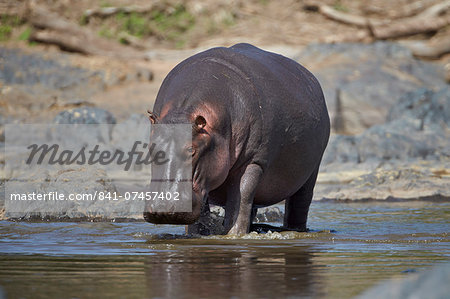 Hippopotamus (Hippopotamus amphibius), Serengeti National Park, Tanzania, East Africa, Africa