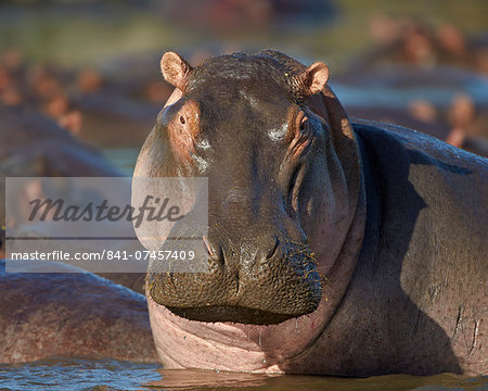 Hippopotamus (Hippopotamus amphibius), Serengeti National Park, Tanzania, East Africa, Africa