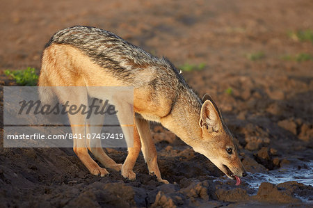 Black-backed jackal (silver-backed jackal) (Canis mesomelas) drinking, Serengeti National Park, Tanzania, East Africa, Africa