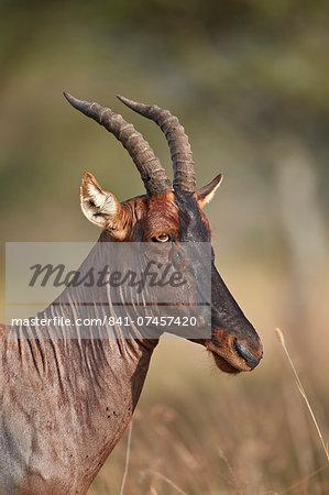 Topi (tsessebe) (Damaliscus lunatus), Serengeti National Park, Tanzania, East Africa, Africa