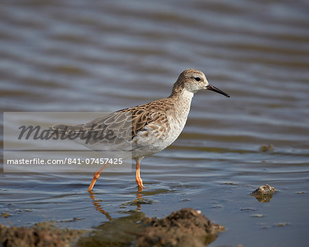 Ruff (Philomachus pugnax), Serengeti National Park, Tanzania, East Africa, Africa