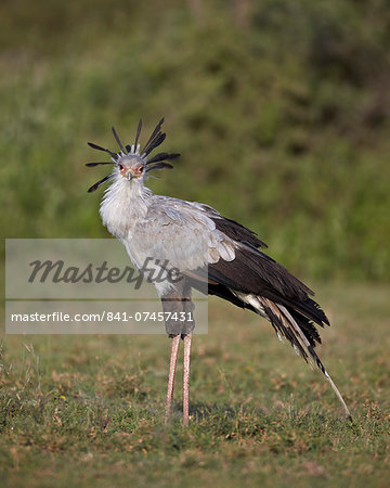 Secretarybird (Sagittarius serpentarius), Serengeti National Park, Tanzania, East Africa, Africa Secretarybird (Sagittarius serpentarius), Serengeti National Park, Tanzania, East Africa, Africa