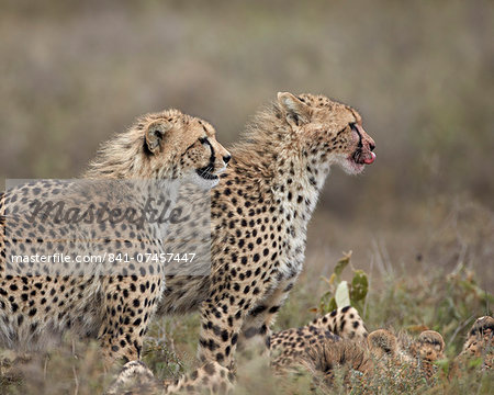 Two young cheetah (Acinonyx jubatus), Serengeti National Park, Tanzania, East Africa, Africa