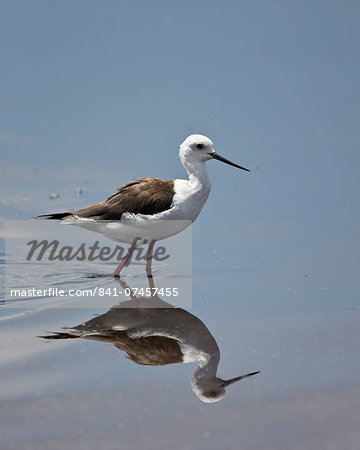 Black-winged stilt (Himantopus himantopus), Serengeti National Park, Tanzania, East Africa, Africa