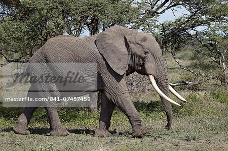 African Elephant (Loxodonta africana), Serengeti National Park, Tanzania, East Africa, Africa