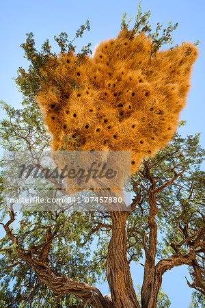 A particularly large social weaver bird nest growing in a dead acacia tree, NamibRand, Namib Desert, Namibia, Africa