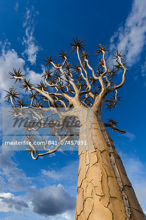 Quiver tree (kokerboom) (Aloe dichotoma) at the Quiver Tree Forest, Keetmanshoop, Namibia, Africa