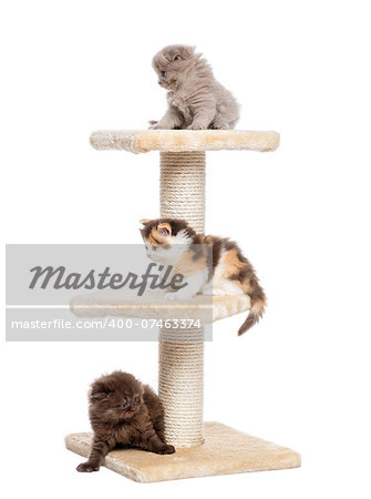 Highland fold or straight kittens playing on a cat tree, isolated on white