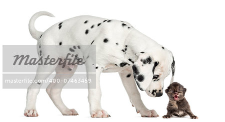 Side view of a Dalmatian puppy sniffing a kitten meowing, isolated on white
