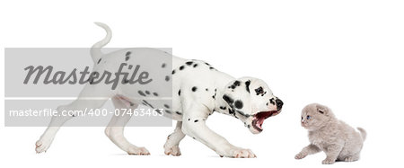 Side view of a Dalmatian puppy trying to bite a highland fold kitten, isolated on white