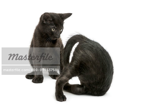 Two Black kittens playing, 2 months old, isolated on white