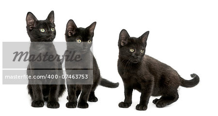 Three Black kittens looking away, 2 months old, isolated on white