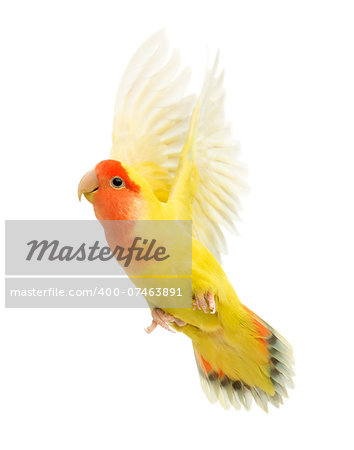 Rosy-faced Lovebird flying - Agapornis roseicollis in front of a white background, also known as the Peach-faced Lovebird