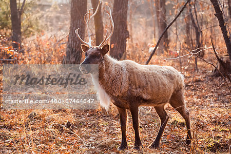 Horned Reindeer at zoo