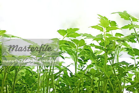 Young green tomatoes plants before planting in the soil