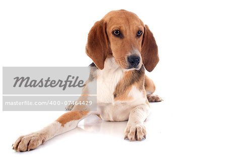 young Beagle Harrier in front of white background