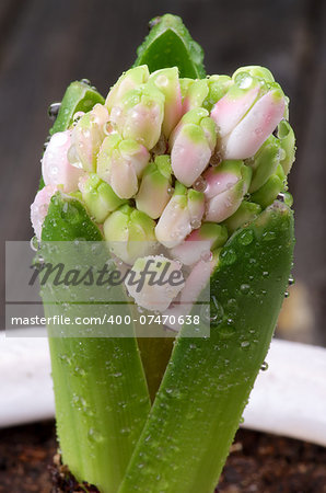 Pink Hyacinth with Leafs and Water Drops in Flower Pot isolated on Wooden background