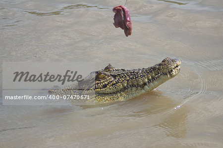 Small salt water crocodile floating on surface of water for meat