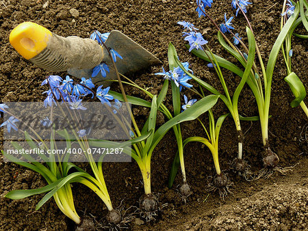 planting siberian squill on flower bed