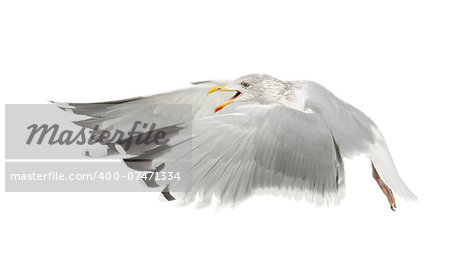 European Herring Gull - Larus argentatus (4 years old)  plulage hivernal