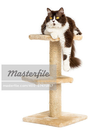 Front view of a British longhair perched on top of a cat tree, isolated on white