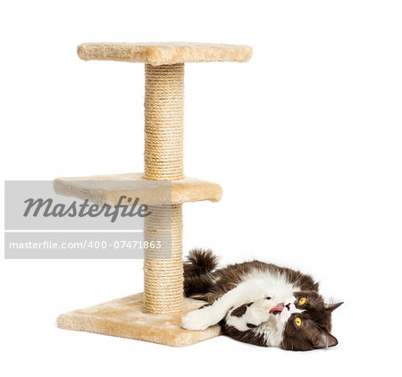 British longhair lying down at the foot of a cat tree, isolated on white