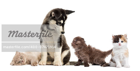 Husky malamute puppy sitting and surrounded by kittens