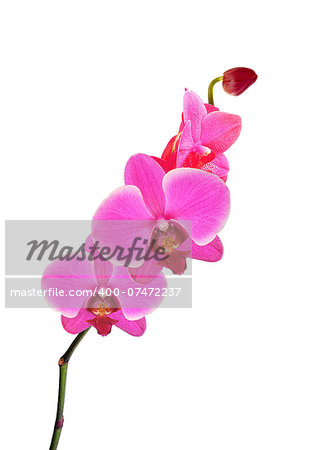 Beautiful flower Orchid, pink phalaenopsis close-up isolated on white background