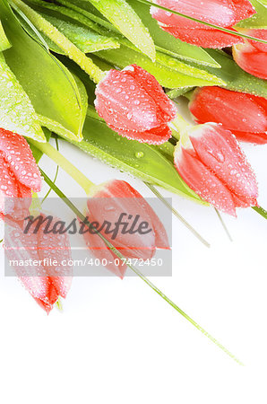 Heap of Spring Red Tulips with Green Grass and Water Drops closeup on White background