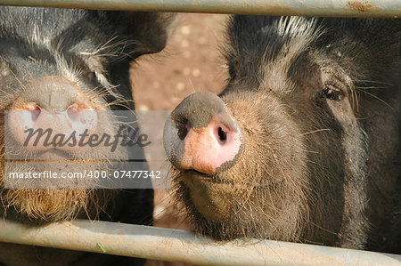 closeup of two muddy pigs in a sty