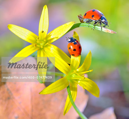 Details of Ladybugs on spring  flowers