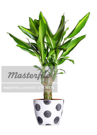 Houseplant - dracena steudneri stemm a potted plant isolated over white
