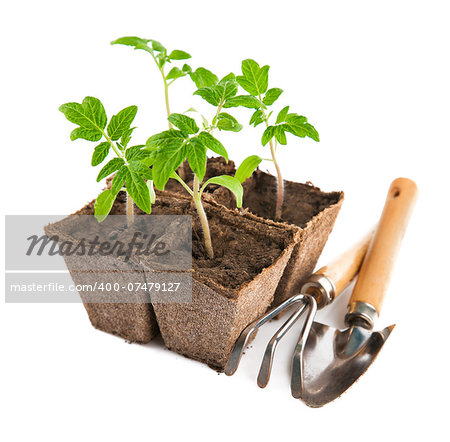 Seedlings tomato with garden tools. Isolated on white background