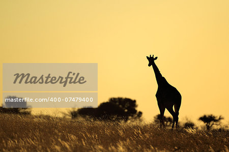 A giraffe (Giraffa camelopardalis) silhouetted against a sunset, South Africa
