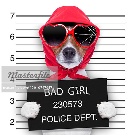 diva lady dog posing for a lovely mugshot
