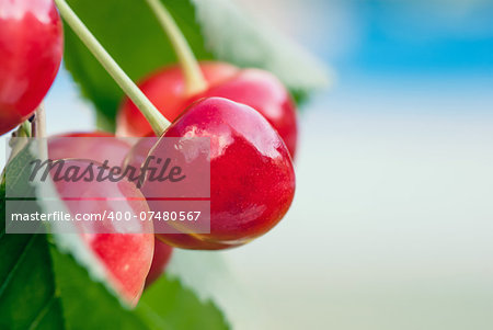 Red and sweet cherries on a branch just before harvest in early summer