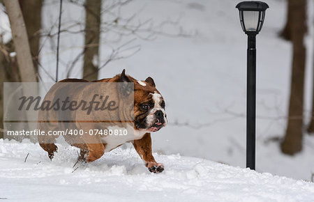 dog in the snow - english bulldog in the snow