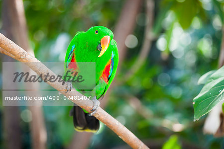 Male Indonesian Eclectus Parrot on a Tree Branch.