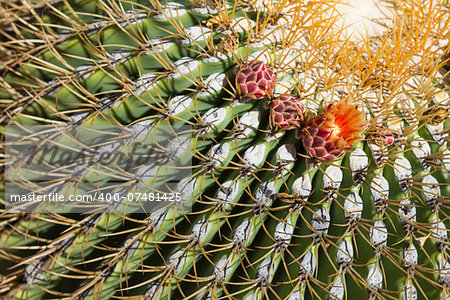 The Biznaga Cactus with Flower Blossom Outside.