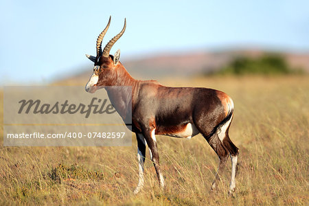 A blesbok antelope (Damaliscus pygargus) standing in grassland, South Africa